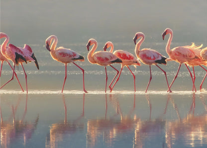 A photograph of a line of pink flamingos wading from left to right through shallow water, their reflections shimmering below them. The warm light of sunrise or sunset illuminates the scene, creating a soft glow on the birds and the water. Artwork