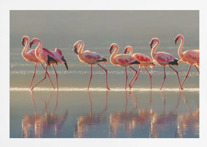 A photograph of a line of pink flamingos wading from left to right through shallow water, their reflections shimmering below them. The warm light of sunrise or sunset illuminates the scene, creating a soft glow on the birds and the water. Artwork