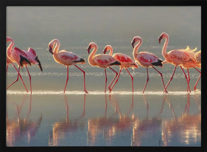 A photograph of a line of pink flamingos wading from left to right through shallow water, their reflections shimmering below them. The warm light of sunrise or sunset illuminates the scene, creating a soft glow on the birds and the water. Artwork