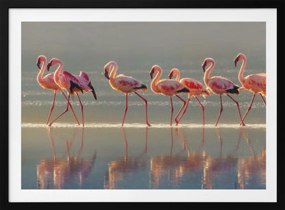 A photograph of a line of pink flamingos wading from left to right through shallow water, their reflections shimmering below them. The warm light of sunrise or sunset illuminates the scene, creating a soft glow on the birds and the water. Artwork