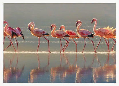 A photograph of a line of pink flamingos wading from left to right through shallow water, their reflections shimmering below them. The warm light of sunrise or sunset illuminates the scene, creating a soft glow on the birds and the water. Artwork
