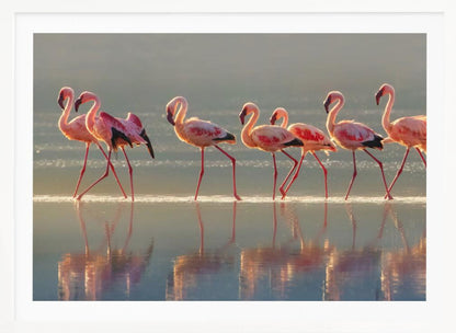 A photograph of a line of pink flamingos wading from left to right through shallow water, their reflections shimmering below them. The warm light of sunrise or sunset illuminates the scene, creating a soft glow on the birds and the water. Artwork
