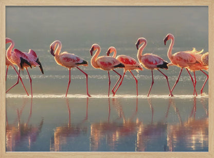 A photograph of a line of pink flamingos wading from left to right through shallow water, their reflections shimmering below them. The warm light of sunrise or sunset illuminates the scene, creating a soft glow on the birds and the water. Artwork