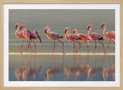 A photograph of a line of pink flamingos wading from left to right through shallow water, their reflections shimmering below them. The warm light of sunrise or sunset illuminates the scene, creating a soft glow on the birds and the water. Artwork