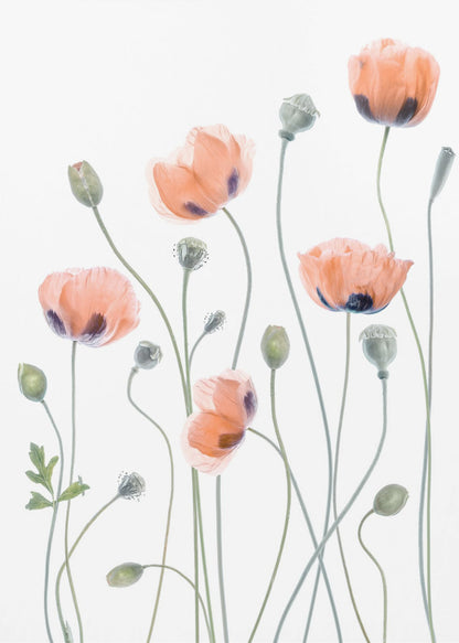 A delicate botanical artwork of several coral-colored poppies with dark centers on long, thin green stems, set against a bright white background and enclosed in a thin black frame. The composition includes blooming flowers, closed buds, and seed pods, rendered in a soft, almost translucent style. Print