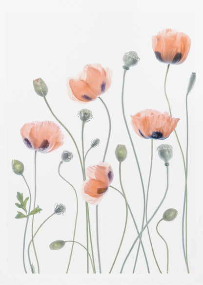 A delicate botanical artwork of several coral-colored poppies with dark centers on long, thin green stems, set against a bright white background and enclosed in a thin black frame. The composition includes blooming flowers, closed buds, and seed pods, rendered in a soft, almost translucent style. Print