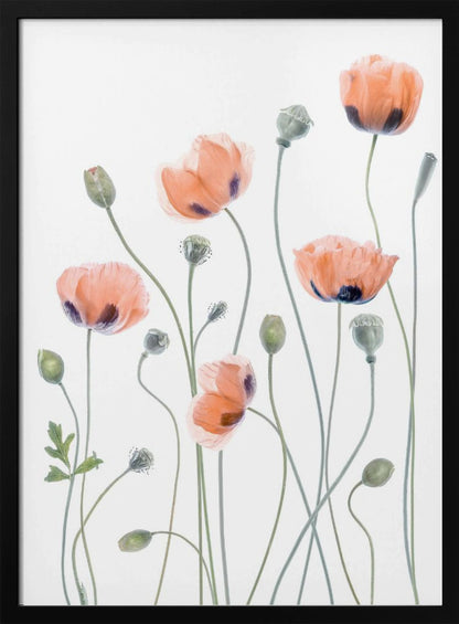 A delicate botanical artwork of several coral-colored poppies with dark centers on long, thin green stems, set against a bright white background and enclosed in a thin black frame. The composition includes blooming flowers, closed buds, and seed pods, rendered in a soft, almost translucent style. Print