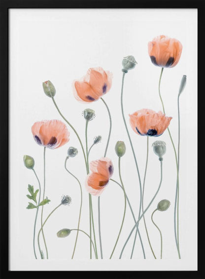 A delicate botanical artwork of several coral-colored poppies with dark centers on long, thin green stems, set against a bright white background and enclosed in a thin black frame. The composition includes blooming flowers, closed buds, and seed pods, rendered in a soft, almost translucent style. Print