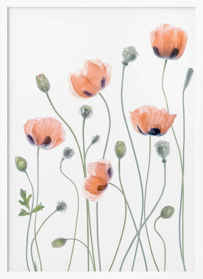 A delicate botanical artwork of several coral-colored poppies with dark centers on long, thin green stems, set against a bright white background and enclosed in a thin black frame. The composition includes blooming flowers, closed buds, and seed pods, rendered in a soft, almost translucent style. Print