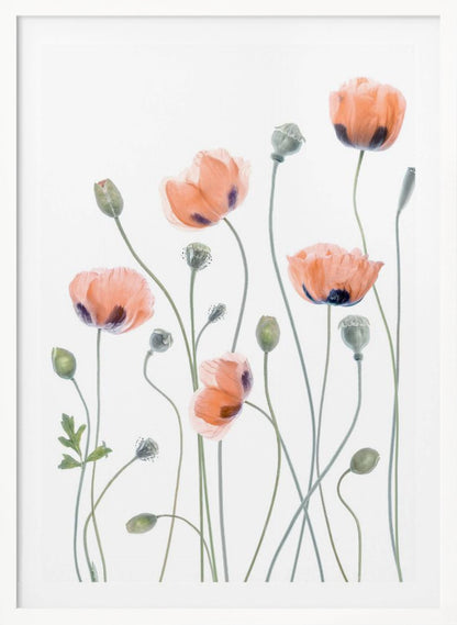 A delicate botanical artwork of several coral-colored poppies with dark centers on long, thin green stems, set against a bright white background and enclosed in a thin black frame. The composition includes blooming flowers, closed buds, and seed pods, rendered in a soft, almost translucent style. Print