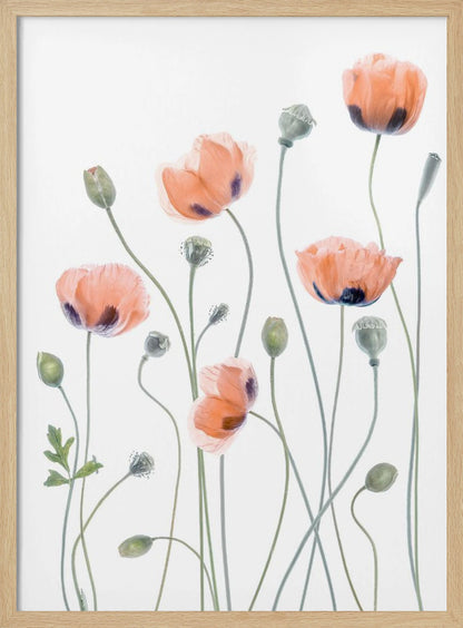A delicate botanical artwork of several coral-colored poppies with dark centers on long, thin green stems, set against a bright white background and enclosed in a thin black frame. The composition includes blooming flowers, closed buds, and seed pods, rendered in a soft, almost translucent style. Print