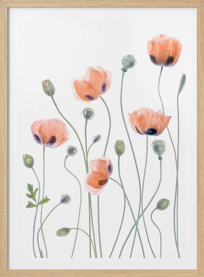 A delicate botanical artwork of several coral-colored poppies with dark centers on long, thin green stems, set against a bright white background and enclosed in a thin black frame. The composition includes blooming flowers, closed buds, and seed pods, rendered in a soft, almost translucent style. Print