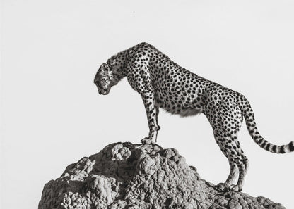 A high-contrast, black and white photograph of a cheetah standing atop a textured rock formation against a plain white background. The cheetah is shown in profile, looking downwards. The image is enclosed in a silver frame. Artwork