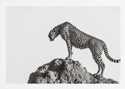 A high-contrast, black and white photograph of a cheetah standing atop a textured rock formation against a plain white background. The cheetah is shown in profile, looking downwards. The image is enclosed in a silver frame. Artwork