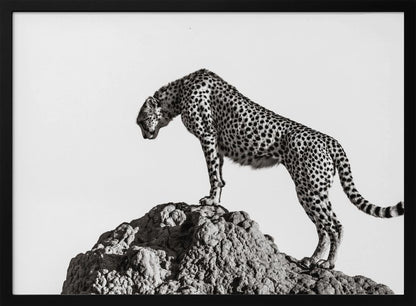 A high-contrast, black and white photograph of a cheetah standing atop a textured rock formation against a plain white background. The cheetah is shown in profile, looking downwards. The image is enclosed in a silver frame. Artwork