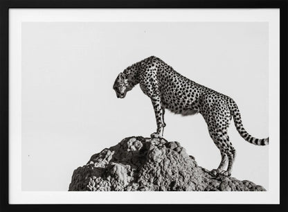 A high-contrast, black and white photograph of a cheetah standing atop a textured rock formation against a plain white background. The cheetah is shown in profile, looking downwards. The image is enclosed in a silver frame. Artwork