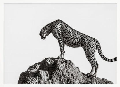 A high-contrast, black and white photograph of a cheetah standing atop a textured rock formation against a plain white background. The cheetah is shown in profile, looking downwards. The image is enclosed in a silver frame. Artwork