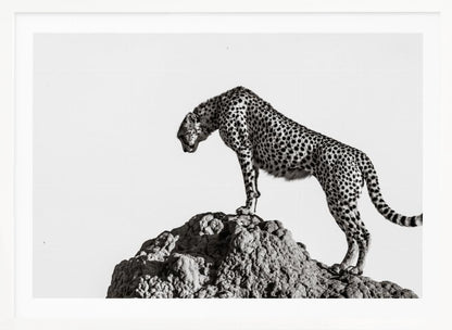 A high-contrast, black and white photograph of a cheetah standing atop a textured rock formation against a plain white background. The cheetah is shown in profile, looking downwards. The image is enclosed in a silver frame. Artwork