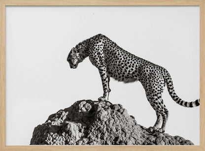 A high-contrast, black and white photograph of a cheetah standing atop a textured rock formation against a plain white background. The cheetah is shown in profile, looking downwards. The image is enclosed in a silver frame. Artwork