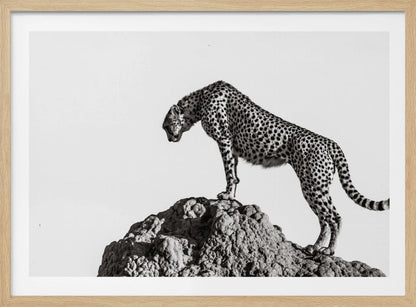 A high-contrast, black and white photograph of a cheetah standing atop a textured rock formation against a plain white background. The cheetah is shown in profile, looking downwards. The image is enclosed in a silver frame. Artwork