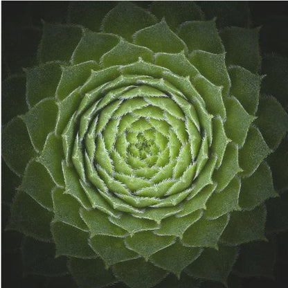 A close-up, top-down photograph of a vibrant green succulent, likely a Sempervivum, displaying a perfect spiral pattern of its fleshy, pointed leaves. The edges of each leaf are fringed with fine white hairs, and the plant is set against a dark, contrasting background, all enclosed in a light wood frame. Poster