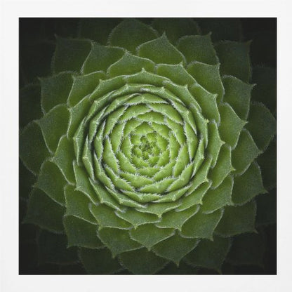 A close-up, top-down photograph of a vibrant green succulent, likely a Sempervivum, displaying a perfect spiral pattern of its fleshy, pointed leaves. The edges of each leaf are fringed with fine white hairs, and the plant is set against a dark, contrasting background, all enclosed in a light wood frame. Poster