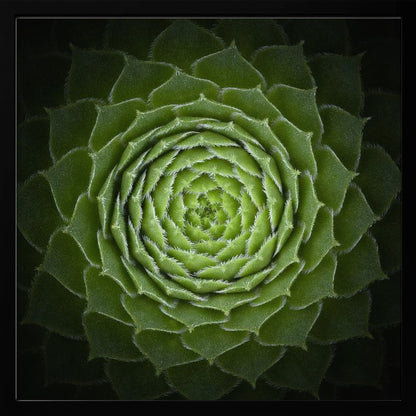 A close-up, top-down photograph of a vibrant green succulent, likely a Sempervivum, displaying a perfect spiral pattern of its fleshy, pointed leaves. The edges of each leaf are fringed with fine white hairs, and the plant is set against a dark, contrasting background, all enclosed in a light wood frame. Poster