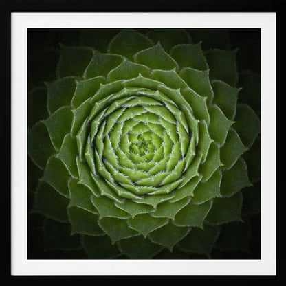 A close-up, top-down photograph of a vibrant green succulent, likely a Sempervivum, displaying a perfect spiral pattern of its fleshy, pointed leaves. The edges of each leaf are fringed with fine white hairs, and the plant is set against a dark, contrasting background, all enclosed in a light wood frame. Poster