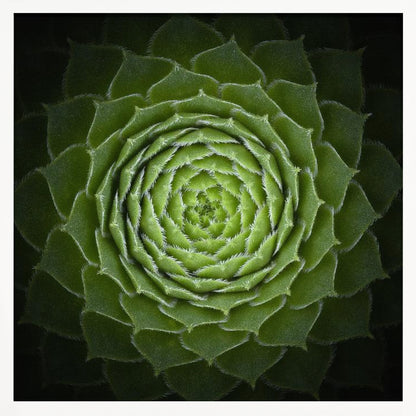 A close-up, top-down photograph of a vibrant green succulent, likely a Sempervivum, displaying a perfect spiral pattern of its fleshy, pointed leaves. The edges of each leaf are fringed with fine white hairs, and the plant is set against a dark, contrasting background, all enclosed in a light wood frame. Poster