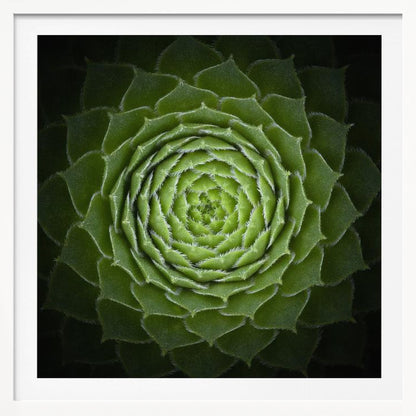 A close-up, top-down photograph of a vibrant green succulent, likely a Sempervivum, displaying a perfect spiral pattern of its fleshy, pointed leaves. The edges of each leaf are fringed with fine white hairs, and the plant is set against a dark, contrasting background, all enclosed in a light wood frame. Poster