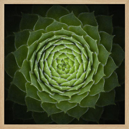 A close-up, top-down photograph of a vibrant green succulent, likely a Sempervivum, displaying a perfect spiral pattern of its fleshy, pointed leaves. The edges of each leaf are fringed with fine white hairs, and the plant is set against a dark, contrasting background, all enclosed in a light wood frame. Poster