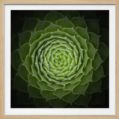 A close-up, top-down photograph of a vibrant green succulent, likely a Sempervivum, displaying a perfect spiral pattern of its fleshy, pointed leaves. The edges of each leaf are fringed with fine white hairs, and the plant is set against a dark, contrasting background, all enclosed in a light wood frame. Poster