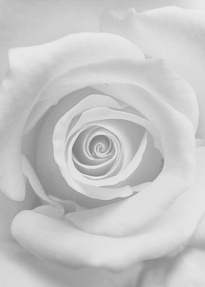 A stunning black and white close-up photograph of a rose, capturing the intricate spiral of its petals at the center, presented in a simple black frame. Artwork