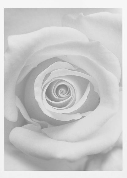 A stunning black and white close-up photograph of a rose, capturing the intricate spiral of its petals at the center, presented in a simple black frame. Artwork
