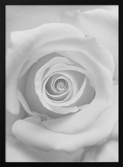 A stunning black and white close-up photograph of a rose, capturing the intricate spiral of its petals at the center, presented in a simple black frame. Artwork