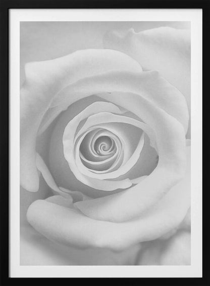 A stunning black and white close-up photograph of a rose, capturing the intricate spiral of its petals at the center, presented in a simple black frame. Artwork