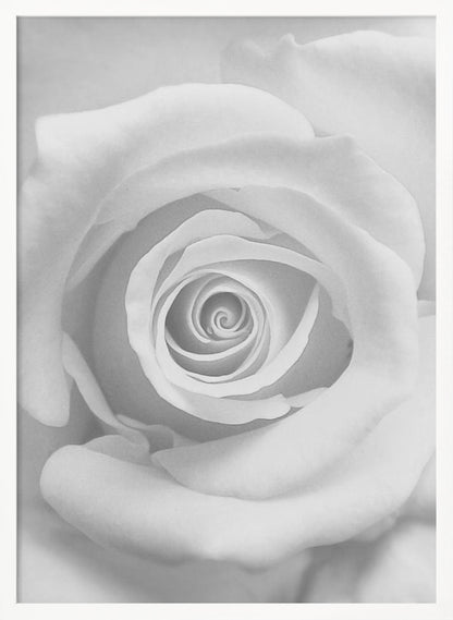 A stunning black and white close-up photograph of a rose, capturing the intricate spiral of its petals at the center, presented in a simple black frame. Artwork