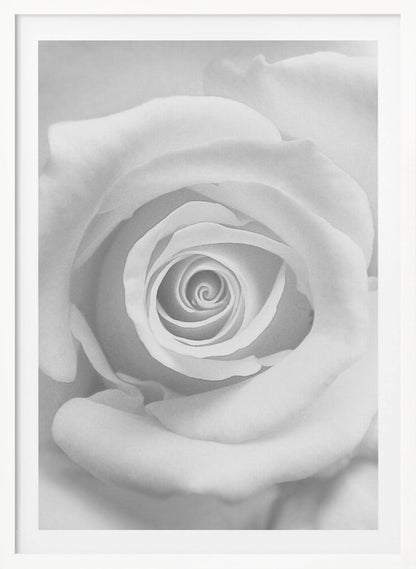 A stunning black and white close-up photograph of a rose, capturing the intricate spiral of its petals at the center, presented in a simple black frame. Artwork