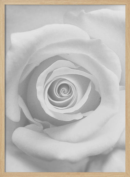 A stunning black and white close-up photograph of a rose, capturing the intricate spiral of its petals at the center, presented in a simple black frame. Artwork