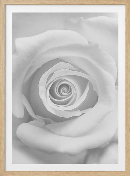 A stunning black and white close-up photograph of a rose, capturing the intricate spiral of its petals at the center, presented in a simple black frame. Artwork