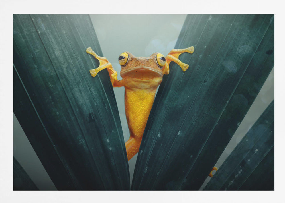 Gold Frog - Poster / Art Print