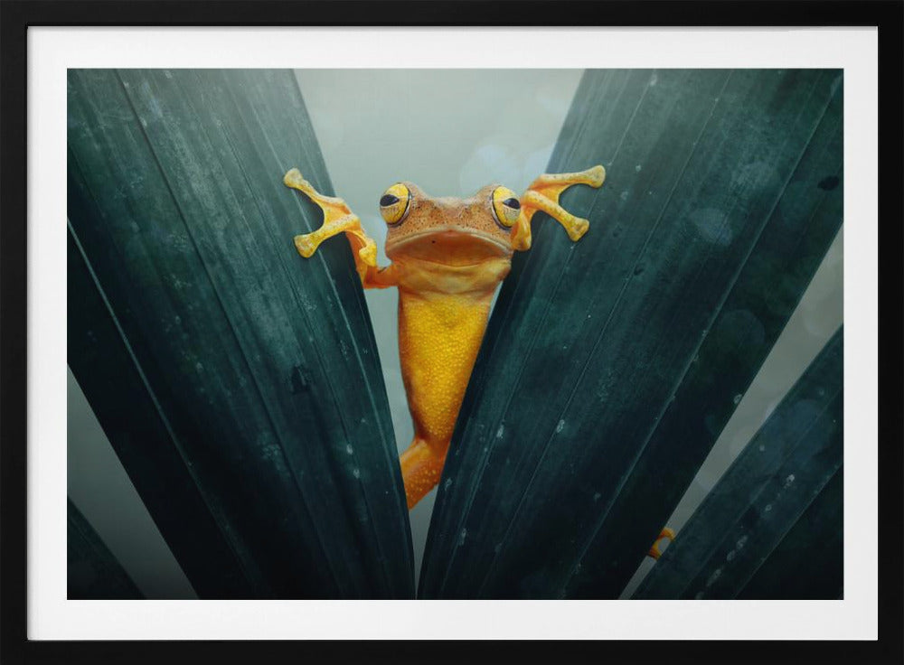 Gold Frog - Poster / Art Print