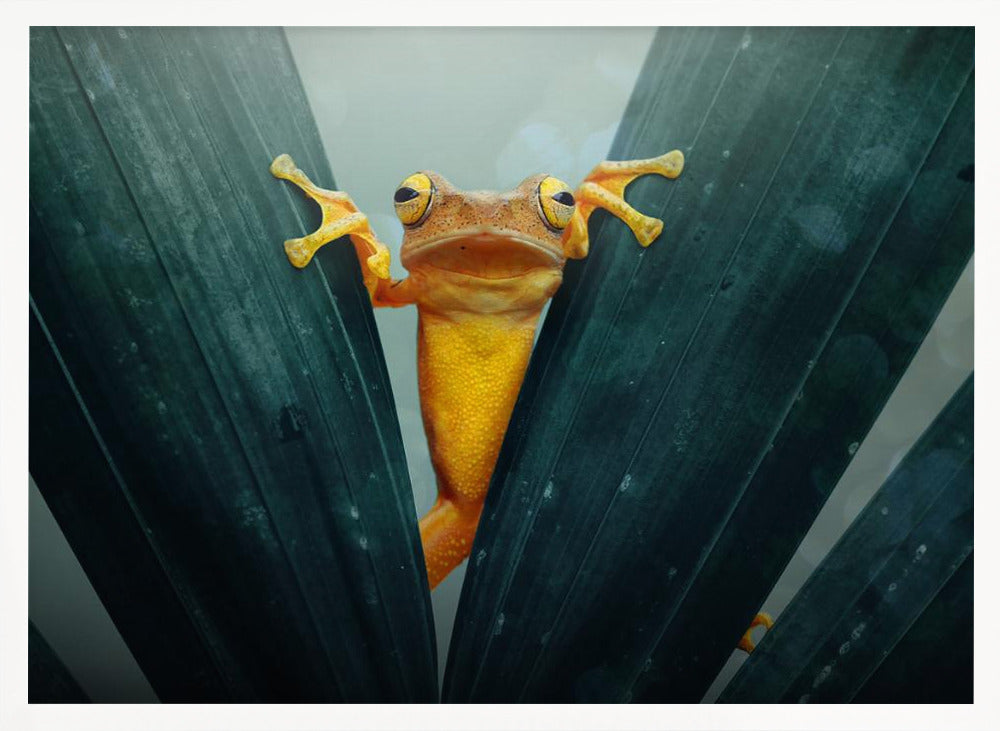 Gold Frog - Poster / Art Print