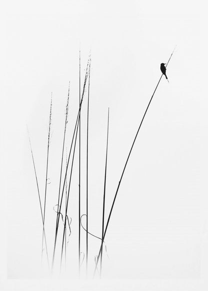 A minimalist black and white photograph of a bird's silhouette perched on top of a long, thin reed against a plain white background. Several other reeds stand in the foreground, creating a simple and serene composition. Wall Art
