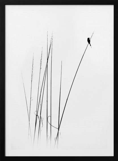 A minimalist black and white photograph of a bird's silhouette perched on top of a long, thin reed against a plain white background. Several other reeds stand in the foreground, creating a simple and serene composition. Wall Art