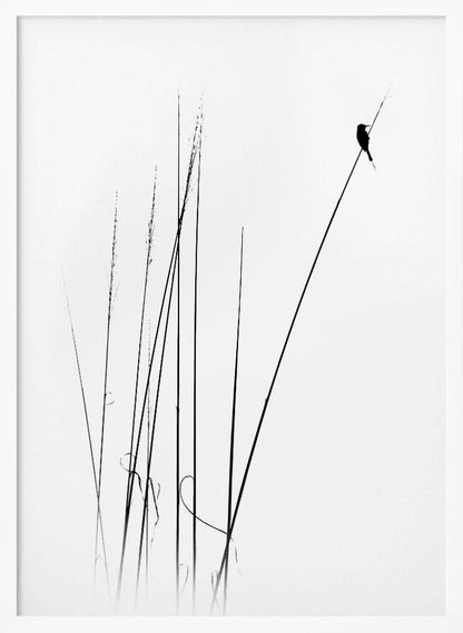 A minimalist black and white photograph of a bird's silhouette perched on top of a long, thin reed against a plain white background. Several other reeds stand in the foreground, creating a simple and serene composition. Wall Art