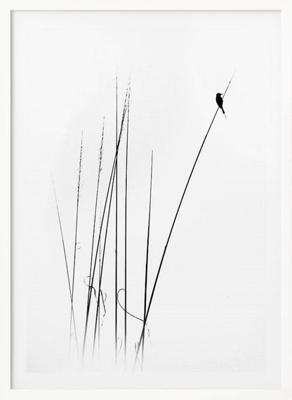 A minimalist black and white photograph of a bird's silhouette perched on top of a long, thin reed against a plain white background. Several other reeds stand in the foreground, creating a simple and serene composition. Wall Art