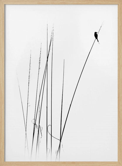 A minimalist black and white photograph of a bird's silhouette perched on top of a long, thin reed against a plain white background. Several other reeds stand in the foreground, creating a simple and serene composition. Wall Art