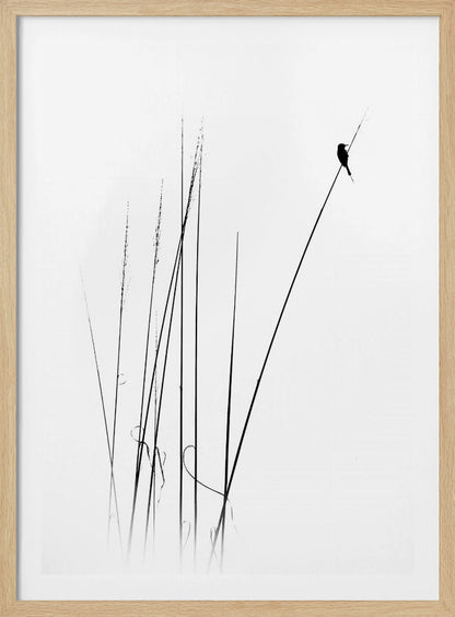 A minimalist black and white photograph of a bird's silhouette perched on top of a long, thin reed against a plain white background. Several other reeds stand in the foreground, creating a simple and serene composition. Wall Art