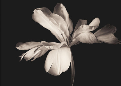 A dramatic, sepia-toned close-up photograph of a large, fully bloomed flower with soft, flowing petals, set against a solid black background and enclosed in a silver frame. Decor